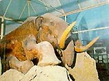 В столице Финляндии в пятницу открылась выставка сокровищ Санкт-Петербургского зоологического музея. Центральным экспонатом обещает стать мумия мамонтенка Димы, погибшего около 39 тыс. лет назад и найденного в Сибири в 1977 году