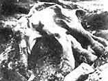 Тело мамонтенка, обнаруженное при земляных работах на ручье Киргилях