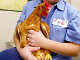 Полиция США спасла цыпленка, путешествующего на воздушных шарах