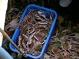 "Крабовые дельцы" похитили морепродуктов на 38,5 млн долларов "Крабовые дельцы" похитили морепродуктов на 38,5 млн долларов