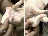 В бразильском городе Ресайф родился щенок-мутант