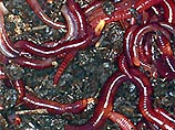 Красные черви - новый способ борьбы с мусором в США
