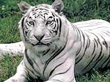 Посетители московского зоопарка с 1 июля могут увидеть белого тигра с голубыми глазами. Пятилетний тигр появился в Москве месяц назад. Все это время он был на карантине и привыкал к новым условиям