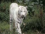 Белый тигр - не ошибка природы. По словам специалистов, эта небольшая популяция была выведена зарубежными учеными в середине 70-х для украшения зоопарков