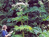 Из России в Великобританию доставят специальные грибы, которые помогут побороть Heracleum mantegazzianum, гигантский сорняк, который достигает 15 футов в длину