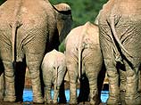 Служители индийского храма застраховали своих слонов на миллион долларов 