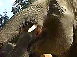 Храмовых слонов в Индии можно застраховать
