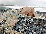 Чилийские ученые безуспешно пытаются понять, что за зверя вынесли в среду утром морские волны на один из пляжей Чили