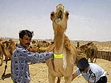 Совет бедуинских старейшин решил "засветить" своих верблюдов