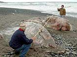 Чилийский морской гад едет во Францию Чилийский морской гад едет во Францию