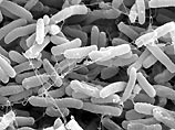 Ученым удалось заставить бактерии вырабатывать электричество