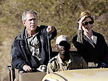 В тот самый момент, когда Буш с женой и дочерью подъехали к небольшому слоновьему стаду, двое исполинов затеяли любовные игры