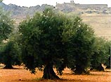 В Италии преступники украли тысячи древних олив