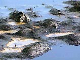 В результате загрязненными оказались практически все пляжи в Балтийске, Светлогорске и на Куршской косе
