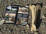 В Амурской области вблизи поселка Кундур участники российско-бельгийской палеонтологической экспедиции обнаружили уникальные фрагменты динозавров, крокодилов и черепах