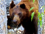 В Новгородской области медведь съел грибника