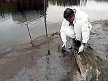На пляжах Калининградской области за сутки собрано 320 кг мазута На пляжах Калининградской области за сутки собрано 320 кг мазута