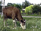 Инцидент произошел после того как супруга злоумышленника пожаловалась на то, что соседская корова потоптала их огород