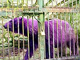 В аргентинском зоопарке белый медведь стал фиолетовым