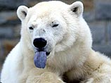 Ветеринары утверждают, что медведь вновь станет белым примерно через месяц
