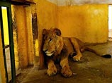 В Багдаде открылся зоопарк. Звери отходят от шока