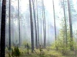 Пермская пенсионерка восемь суток провела в лесу, отправившись за грибами Пермская пенсионерка восемь суток провела в лесу, отправившись за грибами