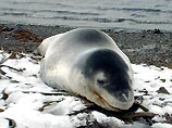 В Антарктике леопардовый тюлень убил женщину-ученого