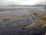 На морское побережье Калининградской области снова выбрасывает мазут На морское побережье Калининградской области снова выбрасывает мазут