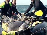 Десятки мертвых черноморских дельфинов были найдены на пляже на юге Румынии