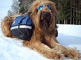 В Европе вошли в моду солнечные очки для собак