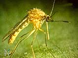Жителей Тольятти атакуют комары-мутанты - иная особь достигает в длину 4-5 см, а ее хоботок - 1,5 см