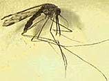 Экзотическим комарам уже дали латинское название - sinossa burbosa. Эти кровососы сродни пресловутым тараканам и способны переносить даже внушительное радиационное облучение