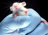 Ученые измерили интеллект мышей