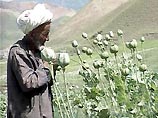 Нынешний урожай опиума в Афганистане будет рекордным за последние годы. Обещанная стране экономическая помощь пока так и осталась красивой фразой, и жители страны выживают, как умеют - выращивая опиум, основное сырье для производства героина