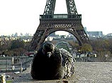 Сегодня на Сене неподалеку от Эйфелевой башни произошло кораблекрушение Сегодня на Сене неподалеку от Эйфелевой башни произошло кораблекрушение