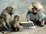 Американцы обнаружили у бабуинов способность к программированию