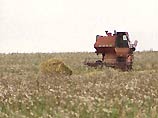 В России собрано всего 12 млн тонн зерна