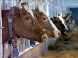 Первая жертва "коровьего бешенства" зафиксирована в Италии