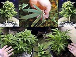Наркобароны ухаживают за плантациями марихуаны в 18 национальных парках США Наркобароны ухаживают за плантациями марихуаны в 18 национальных парках США
