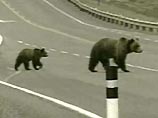 На ядерный центр в Сарове проникла медведица с медвежонком