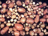 Более того, картофель уродился мелким, и настоящие "фриты", которые должны иметь длину до 10 см, вообще нельзя будет делать
