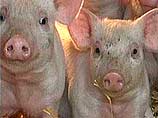 ВВС снимет фильм о двух отчаянных свинках, сбежавших по дороге на бойню