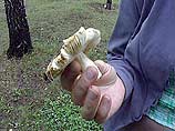 Массовое отравление грибами в Воронежской области: 7 скончались, 60 пострадали