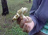 Массовое отравление грибами в Воронежской области: 7 скончались, 60 пострадали Массовое отравление грибами в Воронежской области: 7 скончались, 60 пострадали