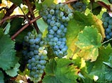 В результате жаркого лета виноделы Европы ожидают великолепный урожай