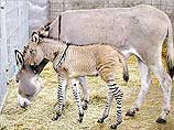 В японском зоопарке родился уникальный жеребенок - гибрид зебры и осла. Администрация зоопарка уже на следующей неделе обещает выпустить уникального "зебросла", которому сейчас чуть меньше месяца, для всеобщего обозрения