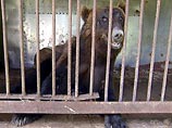 В японском зоопарке прошли учения по поимке сбежавшего медведя    По сценарию, упавшее дерево повреждает решетку, и зверь оказывается на свободе