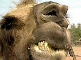 Рассеянный верблюд укусил посетительницу зоопарка за голову