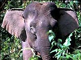 На Борнео обнаружены карликовые слоны