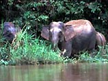 На малайзийской части острова Борнео (Калимантан) ученые обнаружили новый подвид слонов